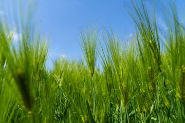 Obraz premium Fresh Green Barley Stalks Reaching for the Blue Sky