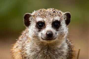Fototapeta premium Meerkat portrait looking toward camera in natural setting