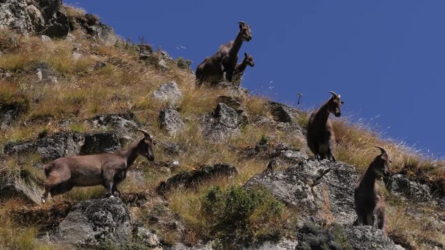 Himalayan tahr goats on steep rocky mountain slope, Nepal