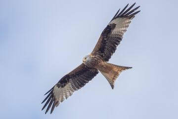 Fototapeta premium Red kite (Milvus milvus)