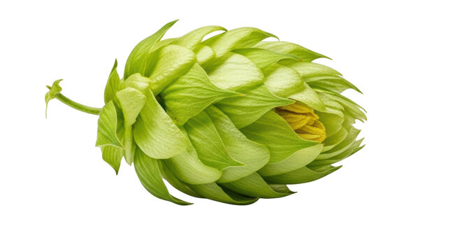 Single green hop cone with layered bracts and small yellow petals, close-up botanical plant isolated on transparent background