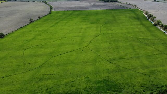 Central aerial view of rice field in El Espinal, Tolima