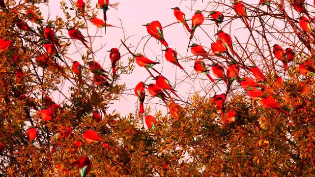 branches densely populated with carmine bee-eaters 346
