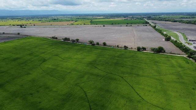 Aerial view of rice field with road in El Espinal, Tolima