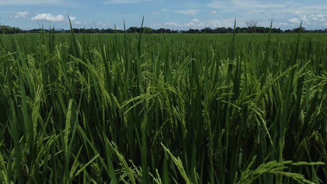 Close aerial view of rice panicles in El Espinal, Tolima