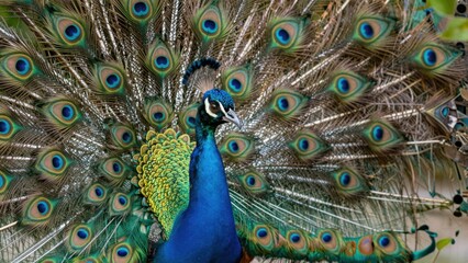 Obraz premium Peacock spreading elaborate tail feathers in natural habitat