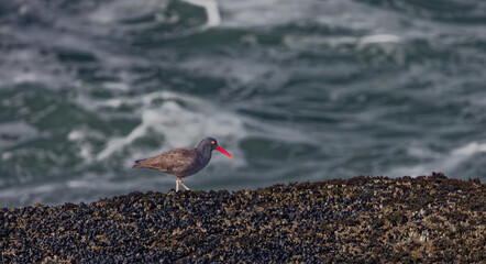 Black Oystercatcher on a Mussel Bed © Moelyn Photos