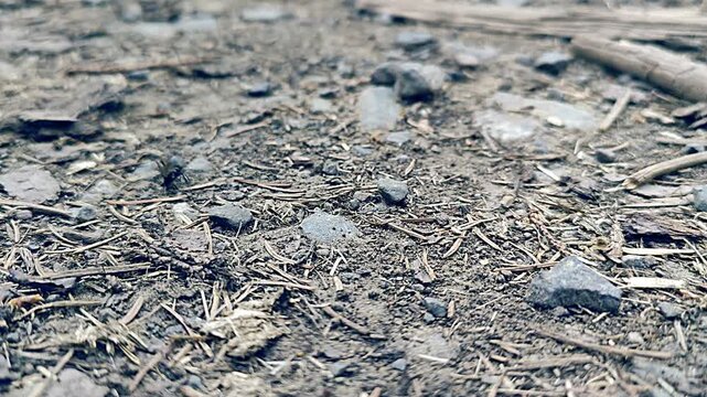 Close-up view of a small ant navigating a textured earthy terrain with scattered pebbles, dry twigs, and organic debris. Natural outdoor ground detail in a microstock setting.