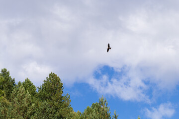Fototapeta premium A solitary Black kite gliding above green pine treetops with bright blue sky and billowing clouds, conveying freedom, solitude and the wild beauty of a forest landscape on a clear day