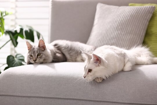 Cute Maine Coon cats on sofa at home