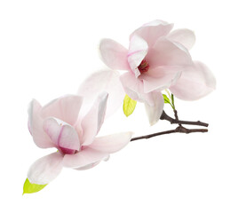 Naklejka premium Beautiful blossoms of magnolia tree isolated on white