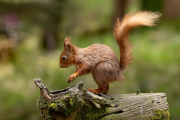 Fototapeta premium Red Squirrel in North Yorkshire, Cute fluffy Mammal in Natural Habitat with Soft Light creates Adorable British Wildlife scene in England UK.