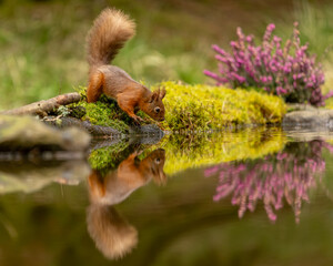 Fototapeta premium Red Squirrel in North Yorkshire, Cute fluffy Mammal in Natural Habitat with Soft Light creates Adorable British Wildlife scene in England UK.