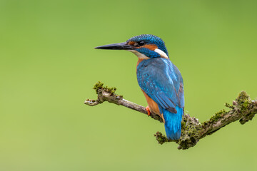 Obraz premium Kingfisher Alcedo Atthis Bird Portrait. Cute Colourful Wildlife isolated on Plain Background creates vibrant minimal nature image.