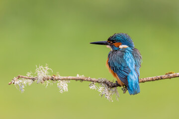 Fototapeta premium European Kingfisher Alcedo Atthis Bird Portrait. Cute Colourful Wildlife isolated on Plain Background creates vibrant minimal nature image.