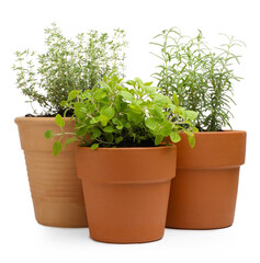 Fototapeta premium Different aromatic herbs in pots isolated on white