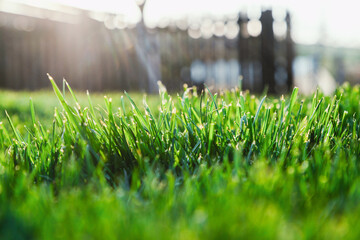Naklejka premium fresh green grass in backyard