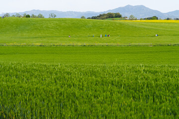 Fototapeta premium Panoramic Green Barley Field Farm Landscape