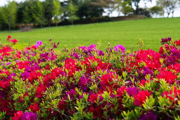 Obraz premium Pastoral Spring Landscape with Mixed Azaleas, Grassy Hill, and Trees