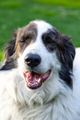 Fototapeta premium happy white dog on green meadow