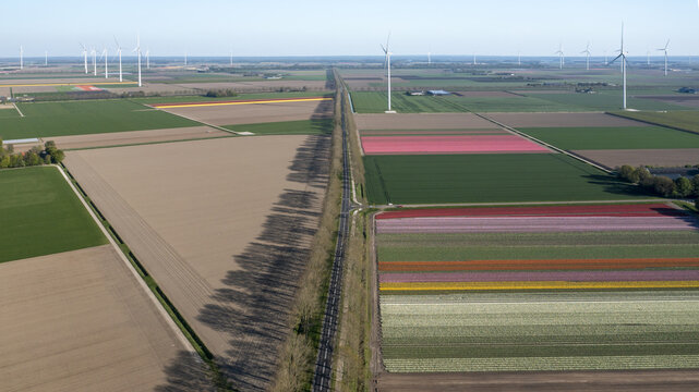 Aerial view of the colorful tulip fields of Flevopolder with vibrant rows of flowers, a long straight road, and wind turbines on the horizon in Lelystad, Flevoland, Netherlands.