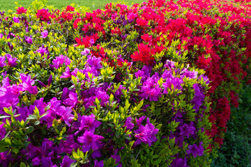 Fototapeta premium Harmony of Purple and Red Azaleas
