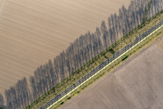Aerial view of Flevopolder featuring a straight road lined with tall trees casting long shadows over ploughed agricultural fields Lelystad, Flevoland, Netherlands.