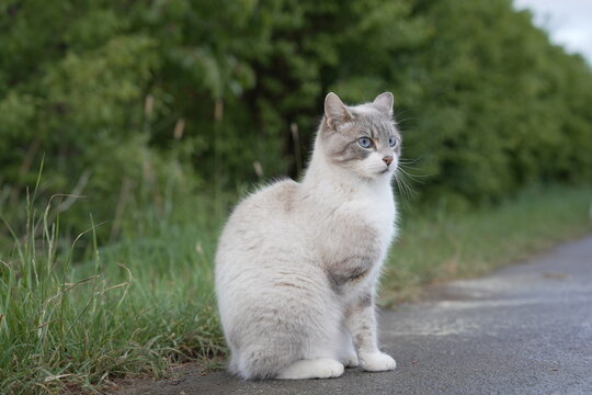 Three-legged disabled cat with missing front leg outdoors