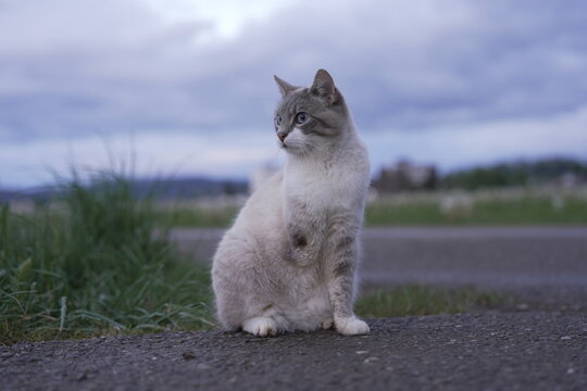 Three-legged disabled cat with missing front leg outdoors