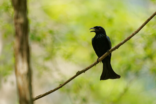 Wallacean Drongo Dicrurus densus perched on branch, glossy black plumage, red eye, open bill, calling, green forest background, Wallacea, Indonesia, tropical rainforest endemic