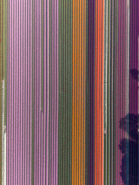 Aerial view of vibrant tulip fields with colorful parallel rows of pink, orange, and purple flowers in the Flevopolder Lelystad, Flevoland, Netherlands.