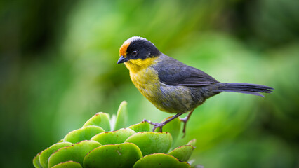 Pale-naped Brushfinch perched on lush green vegetation in Colombia © Leon Burda