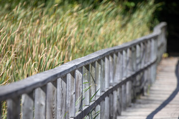Obraz premium Wooden Boardwalk Trails Through Ontario Forest Landscapes
