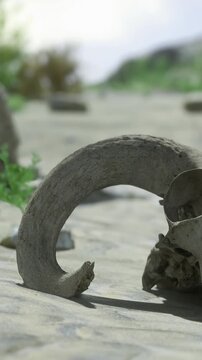A fossilized skull and horn lay on the rocky ground in a dry landscape. Green plants surround the bones. The location shows signs of erosion from natural elements over time.