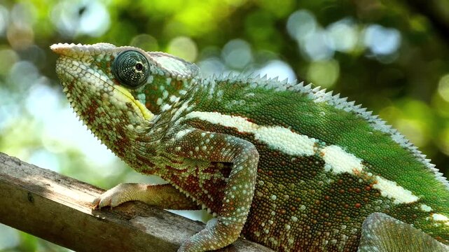 Malagasy reptile Panther chameleon, Furcifer pardalis