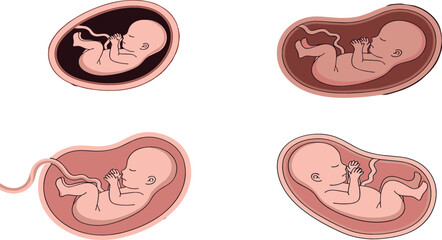Fototapeta premium Cartoon Style Illustration of Embryo in Different Stages of Development in the Womb