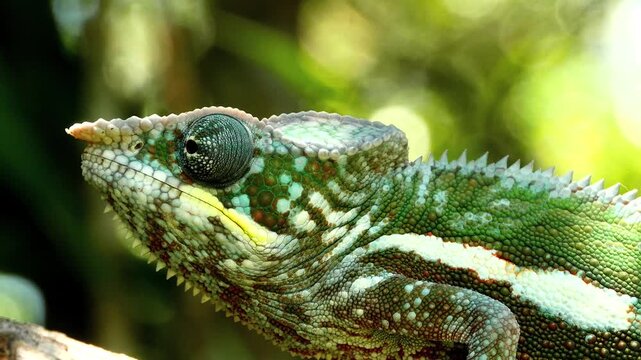 lateral portrait of panther chameleon male, moving his eye 5