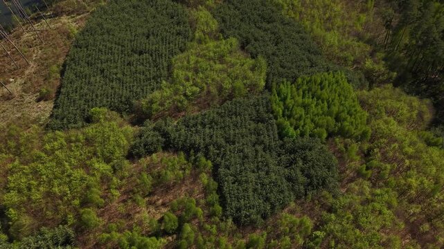 Peninsula Reforestation &ndash; Backward Tilt Up Reveal of Regrowing Forest Structure