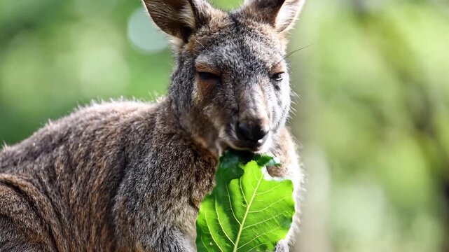 Closeup of a kangaroo eating green leaves in a natural setting.