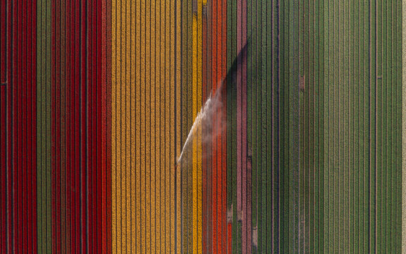 Aerial view of vibrant tulip fields in the Flevopolder with a water sprinkler irrigating the colorful rows Lelystad, Flevoland, Netherlands.