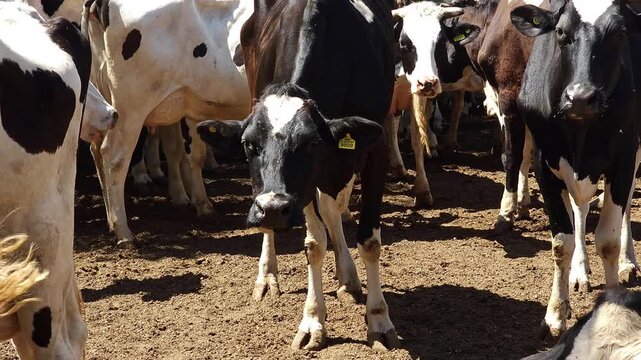 A close-up video of black and white Holstein dairy cows standing inside an open-air barn on a cattle farm. The cow in the foreground looks directly into the camera