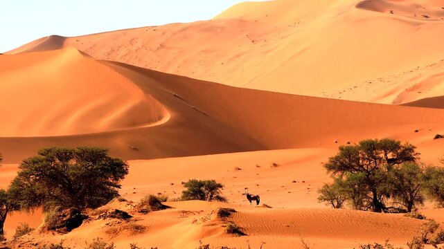 huge dunes in Namib desert with oryx 276
