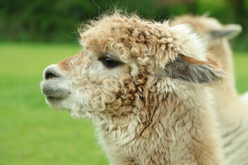close up of a llama © Cristina Toma 