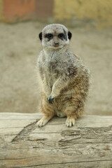 Fototapeta premium meerkat on guard