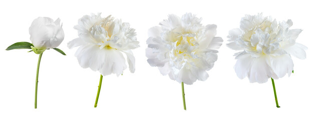 Fototapeta premium Peony flowers elegant design set, isolated on white background. Beautiful blooming peonies flower, bud, various fresh white peonies close up, cut out