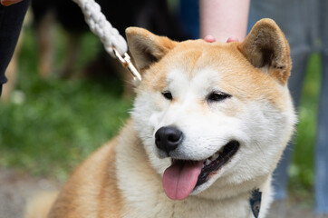 Fototapeta premium shiba inu portrait in the park