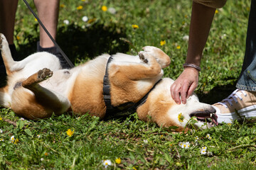 Fototapeta premium shiba inu portrait in the park