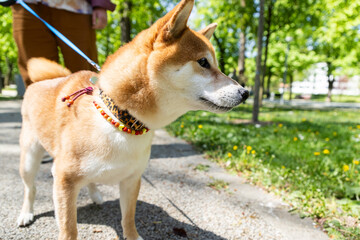 Fototapeta premium shiba inu portrait in the park