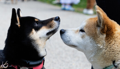 Fototapeta premium shiba inu portrait in the park