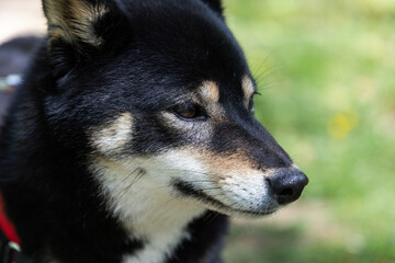 Fototapeta premium shiba inu portrait in the park